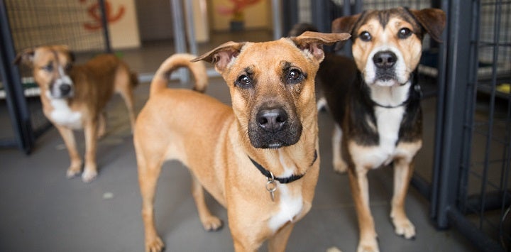 Tan dog standing to left of brown and white dog