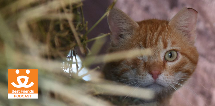 ear tipped community cat