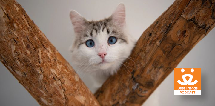 white cat looking at the camera