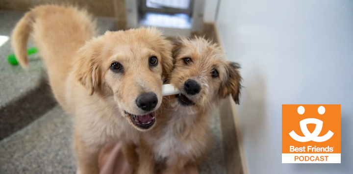 two dogs hanging out