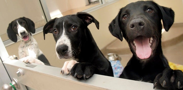 Three dogs standing up on half door