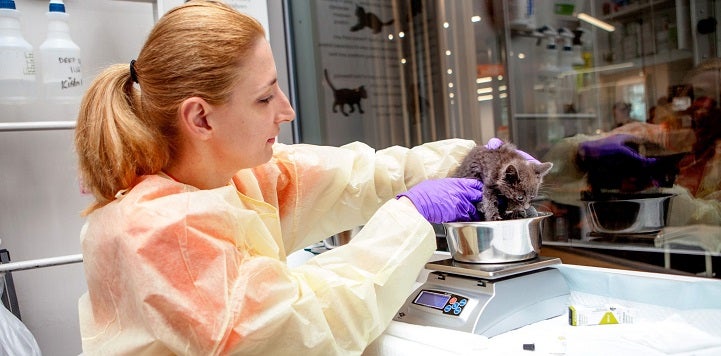 Volunteer weighing kitten