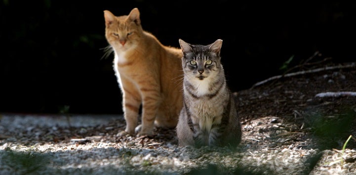 One orange and one longer haired tabby cat sitting outside