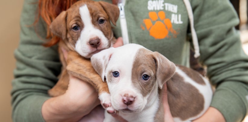 Best Friends staff member holding two brown and white puppies