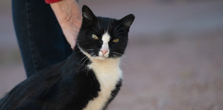 black and white cat outdoors